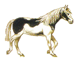 horsepinto1.gif